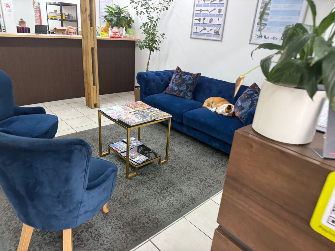 The workshop dog asleep on the lounge sofa